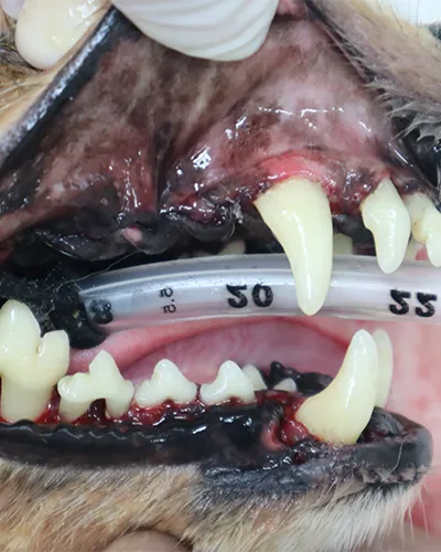 治療を行い健康になった犬の歯