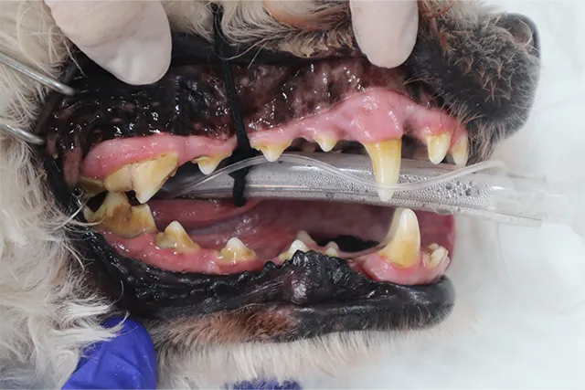 軽度歯周病の犬の歯
