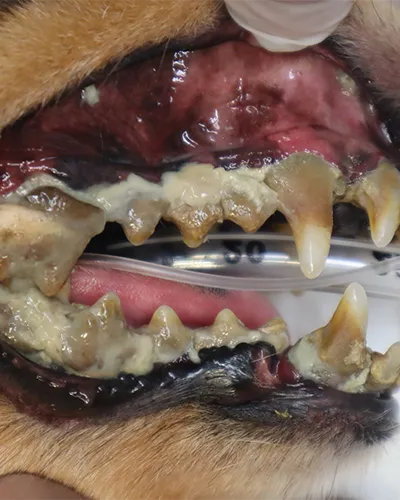 酷く汚れた犬の歯