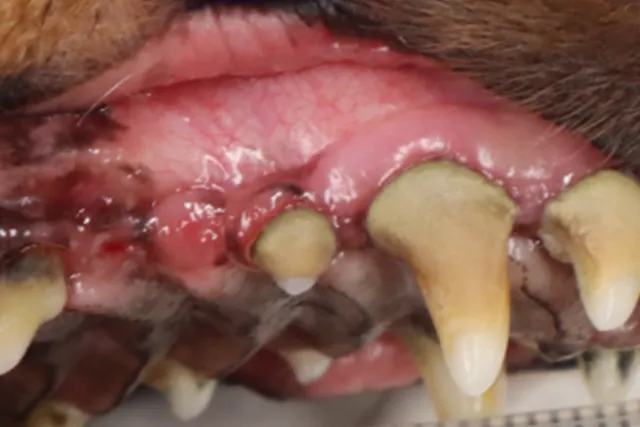 問題のある犬の歯