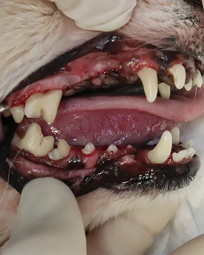 綺麗になった犬の歯