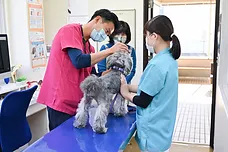 犬の問診