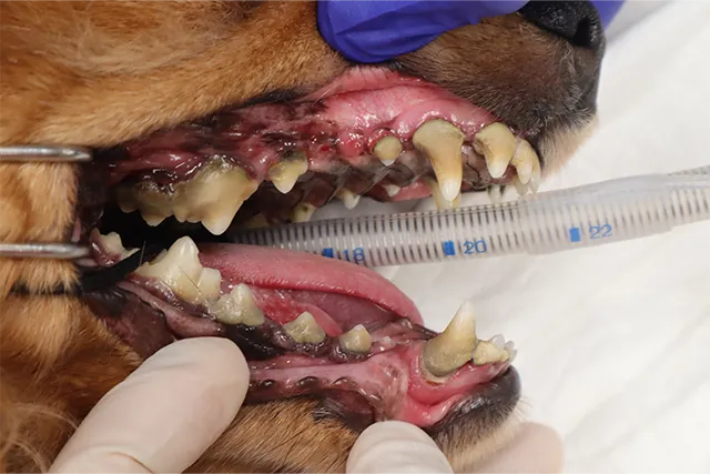 これから治療を行う犬の歯