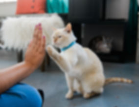 Cat high five at Cat Therapy cat cafe.
