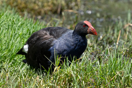 Australasian Swamphen or Pukeko (Porphyrio melanotus)