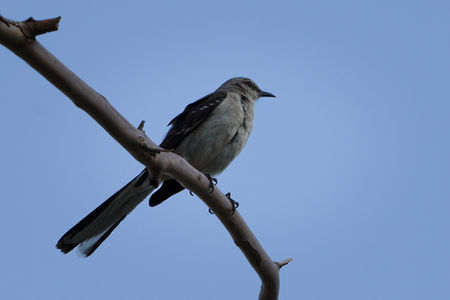 Northern Mockingbird (Mimus polyglottos)