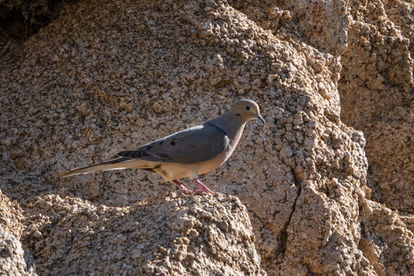 Mourning Dove (Zenaida macroura)