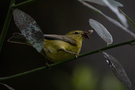 Orange-crowned Warbler (Vermivora celata)