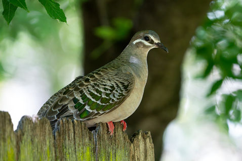 Common Bronzewing (Phaps chalcoptera)