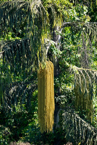 Palm Tree 