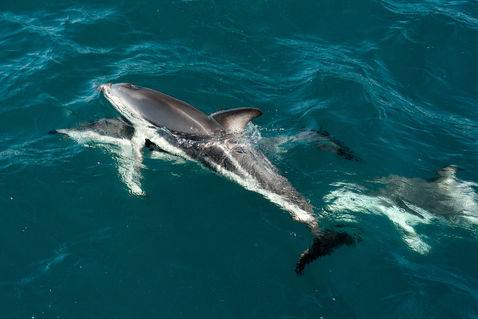 Dusky Dolphin (Lagenorhynchus obscurus)