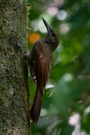 Northern Barred Woodcreeper (Dendrocolaptes sanctithomae)