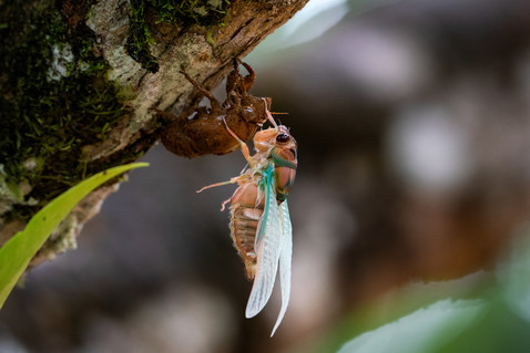 Cicada emerging from pupa