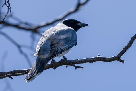 Black-faced Cuckooshrike (Coracina novaehollandiae)