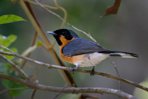 Spectacled Monarch (Symposiachrus trivirgatus)