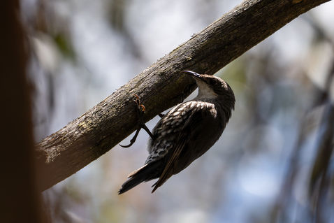 White-throated Treecreeper (Cormobates leucophaea)