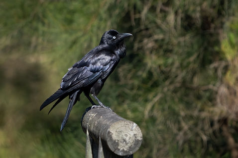 Australian Raven (Corvus coronoides)