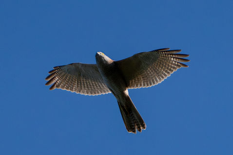 Collared Sparrowhawk (Tachyspiza cirrocephala)