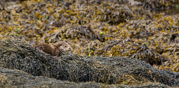 Eurasian otter (Lutra lutra) in seaweed panorama
