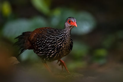 Sri Lanka Spurfowl (Galloperdix bicalcarata) - endemic
