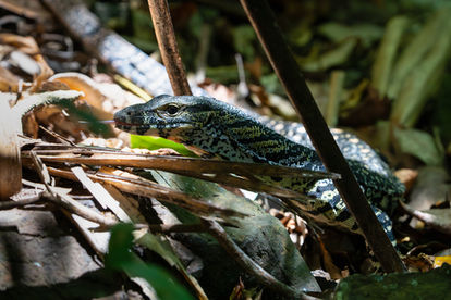 Lace Monitor (Varanus varius)