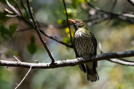 Olive-backed Oriole (Oriolus sagittatus)