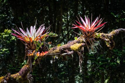 Epiphytes, Talamanca Cloudforest