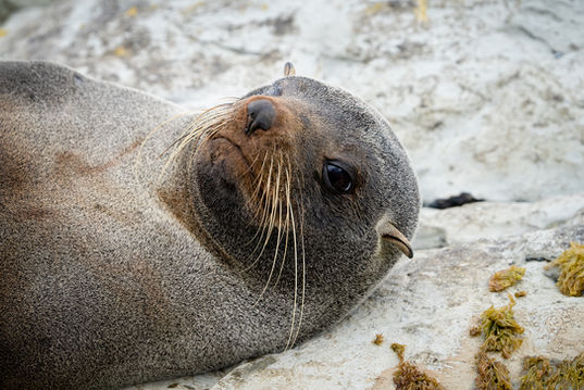 New Zealand Fur Seal (Arctocephalus forsteri) pup