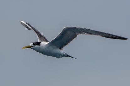 Greater Crested Tern (Thalasseus bergii)