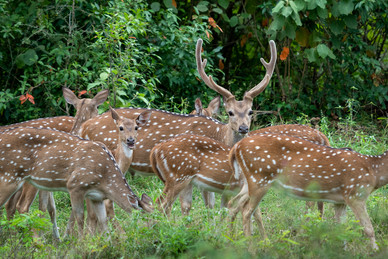 Ceylon Spotted Deer  (Axis axis ceylonensis)