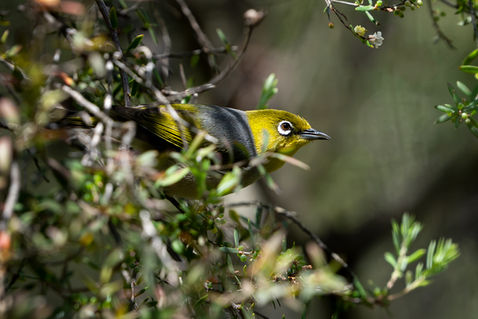 Silvereye or Wax-eye (Zosterops lateralis)