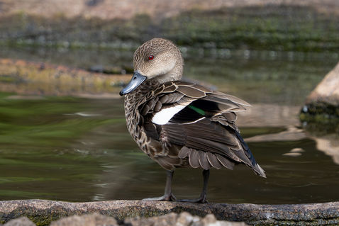 Chestnut Teal (Anas castanea) female