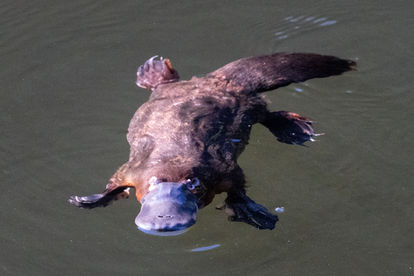 Platypus (Ornithorhynchus anatinus)