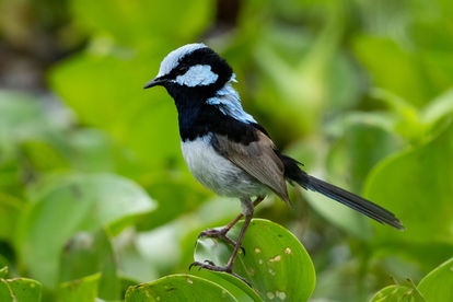Superb Fairywren (Malurus cyaneus) male