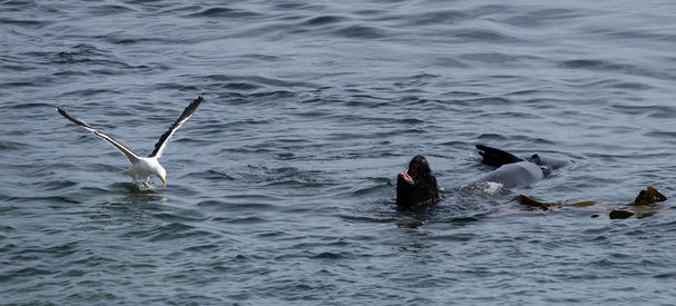 New Zealand Sea Lion (Phocarctos hookeri)