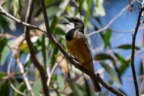Rufous Whistler (Pachycephala rufiventris) male