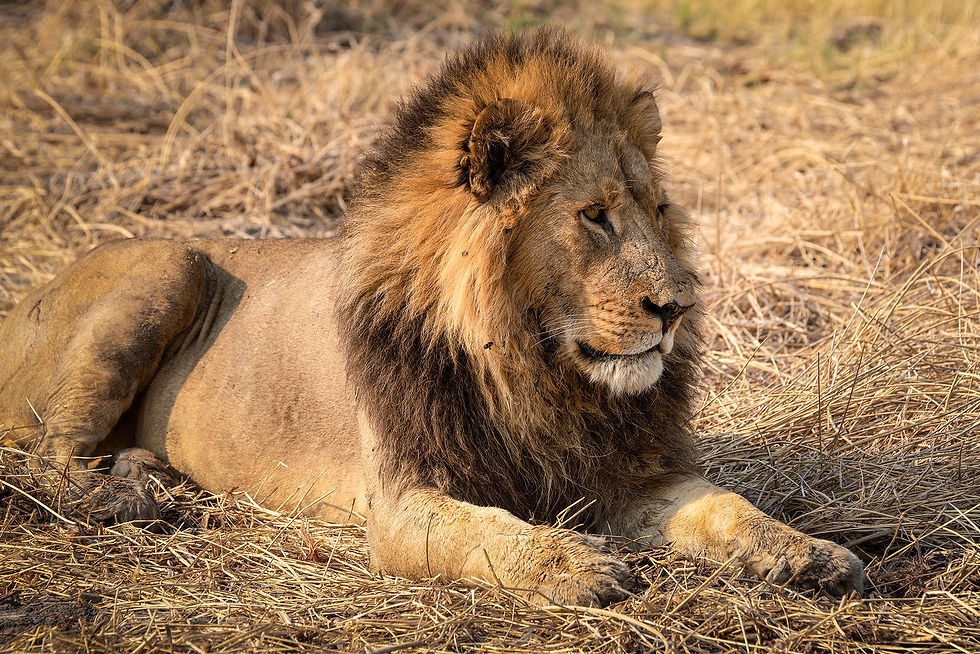 Botswana Safari Animals