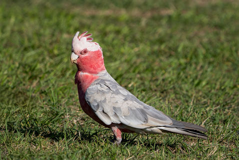 Galah (Eolophus roseicapilla)
