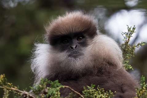 Purple-faced Leaf Monkey (Semnopithecus vetulus) - endemic