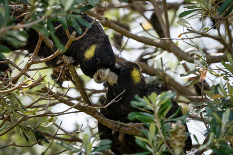 Yellow-tailed Black Cockatoo (Zanda funerea) adult and young
