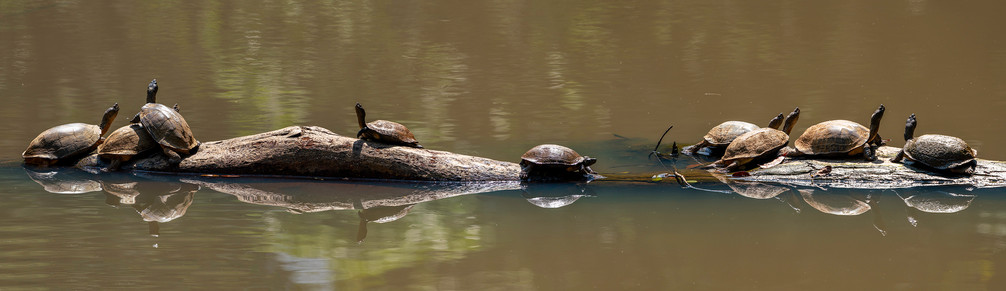 Hard Shelled Terapin (melanochelys trijuga parkeri)