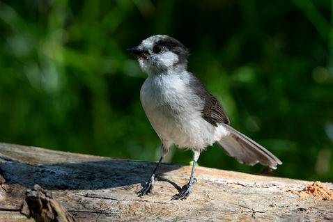 Canada Jay (Perisoreus canadensis)