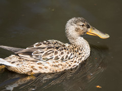 Northern Shoveler (Anas clypeata) female