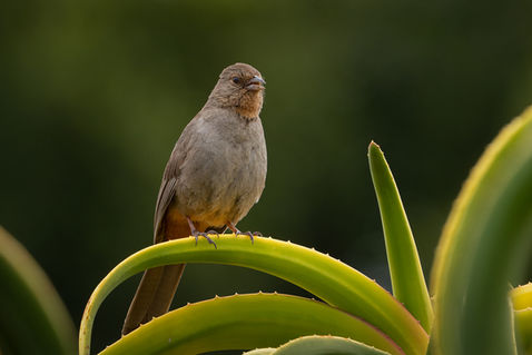 California Towhee (Pipilo crissalis)