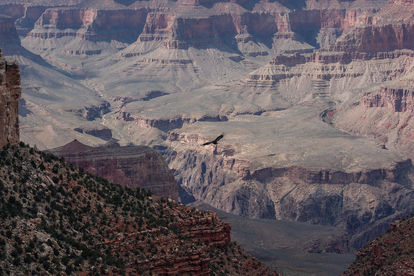 California Condor soaring over Grand Canyon