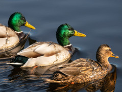 Mallard (Anas platyrhynchos) male and female