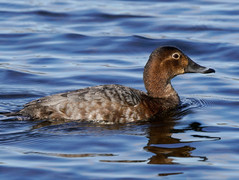 (Common) Pochard (Althea farina) female