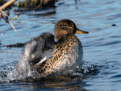 Eurasian Teal (Annas fresca) female