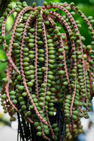 Palm fruit