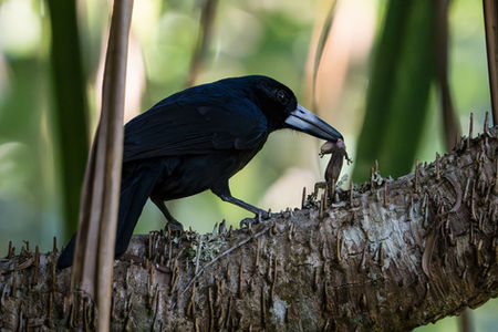 Black Butcherbird (Melloria quoyi)